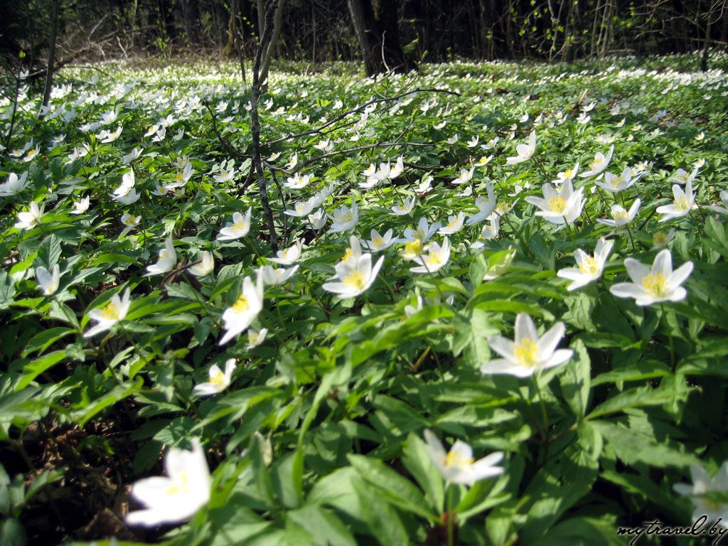 Snowdrops-Spring_6.jpg