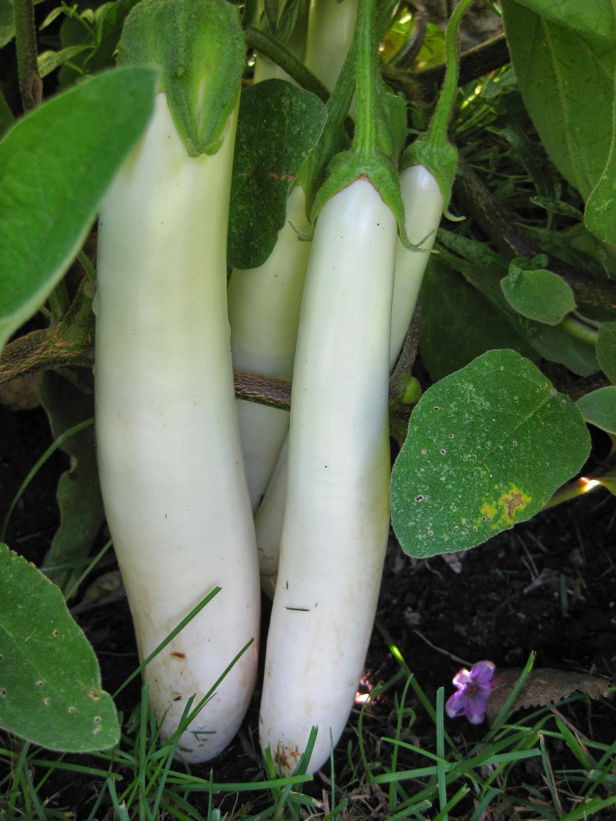 Solanum melongena 'Gretel' (2013).jpg
