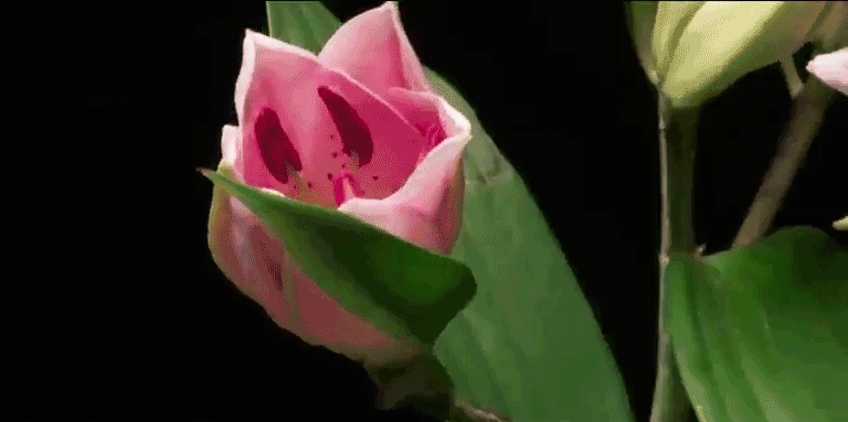 source1.gif