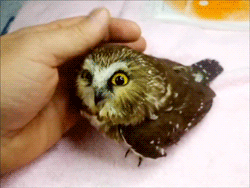 sovoblog.ru-cute-04.gif