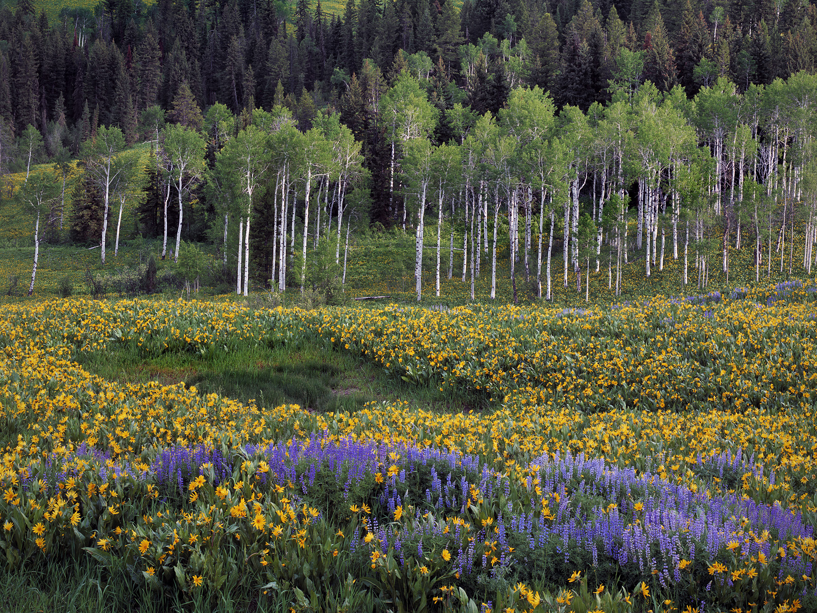 spring_meadow__caribou_mountains__idaho.jpg