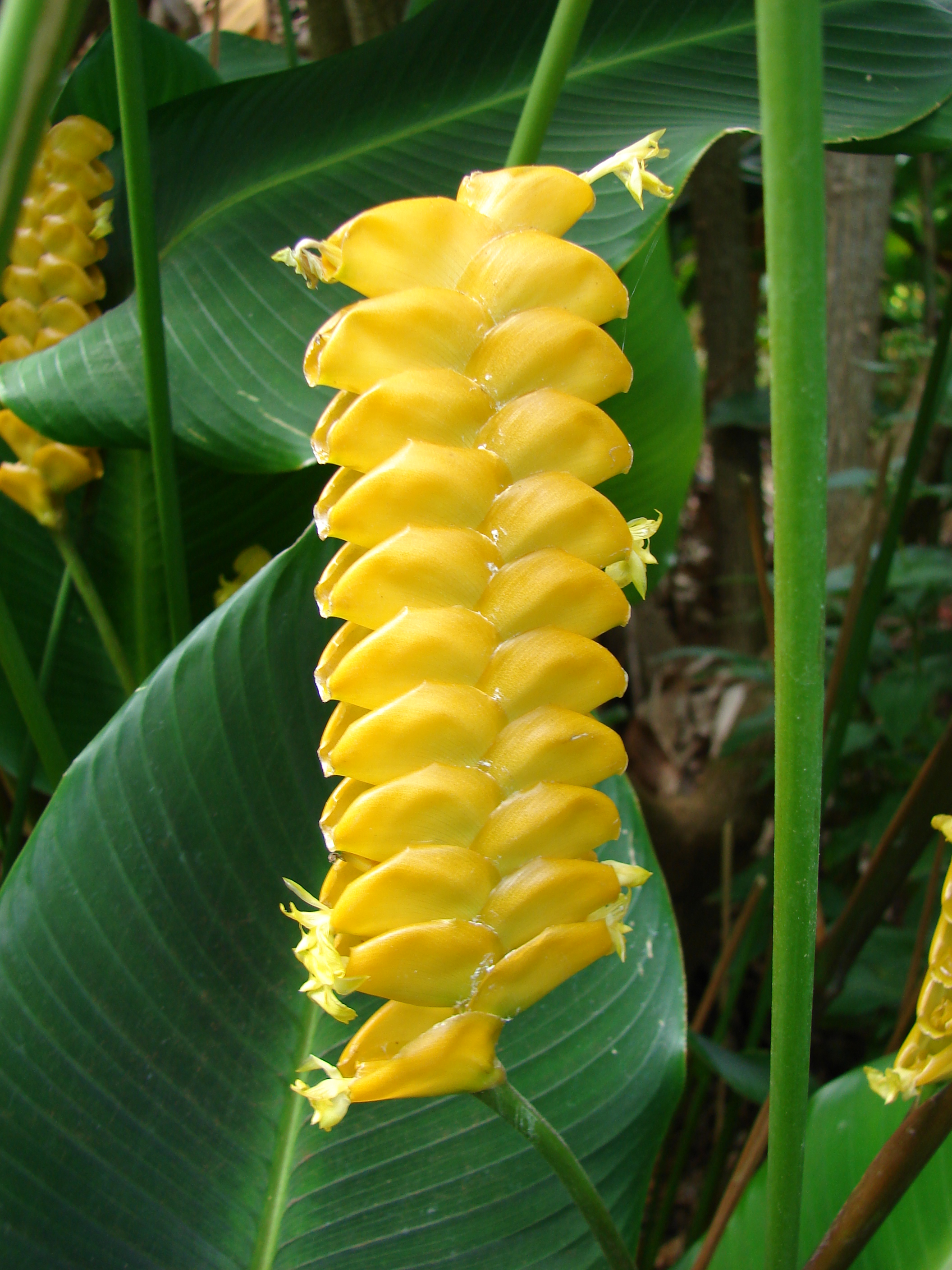 Starr_080716-9471_Calathea_crotalifera.jpg