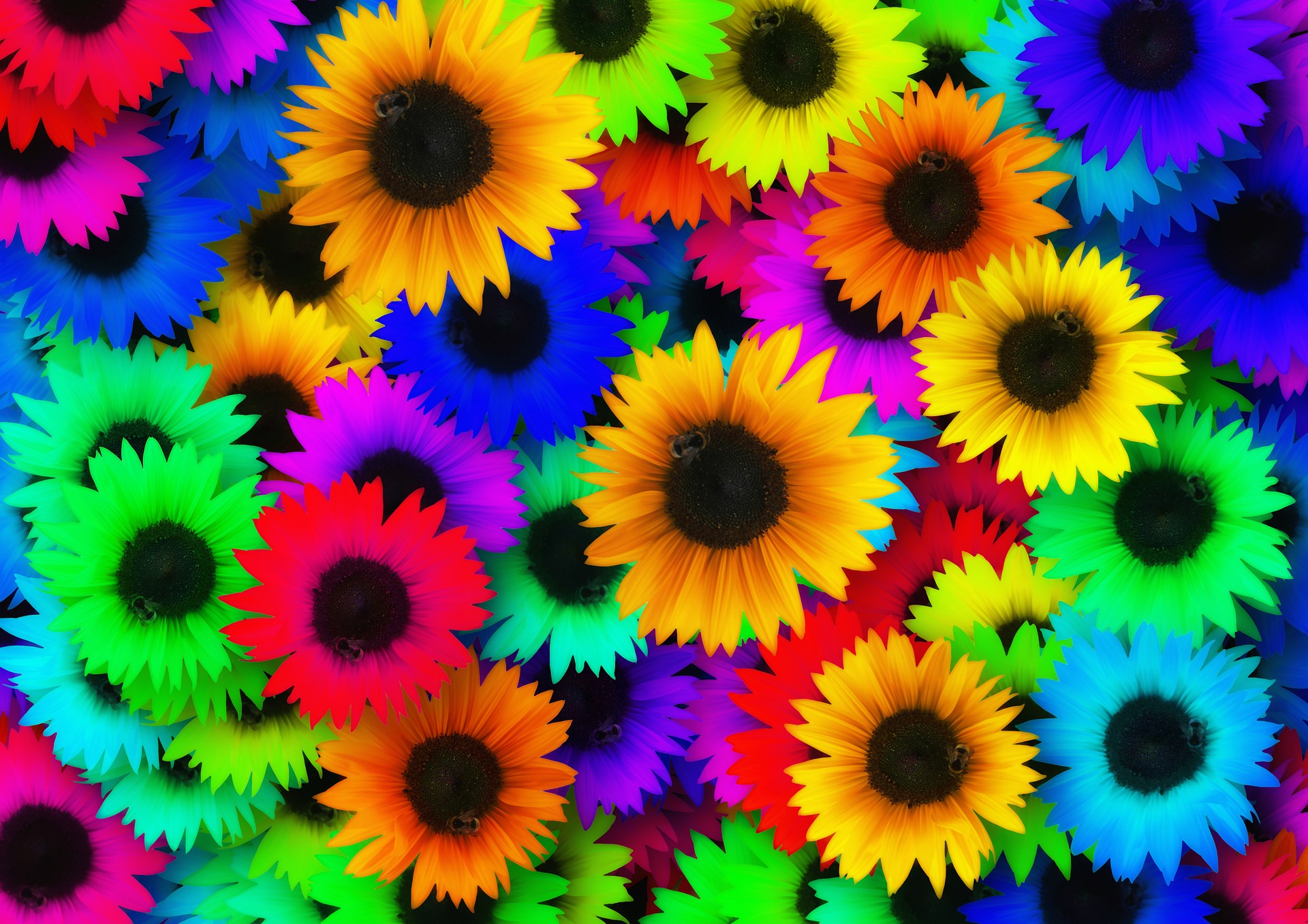 sunflower-139535_1920.jpg