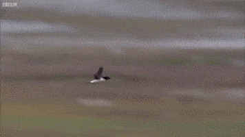 sxs.gif