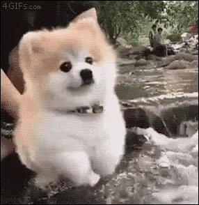 tenкерor.gif