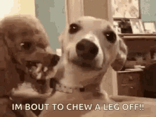 tenorнто.gif