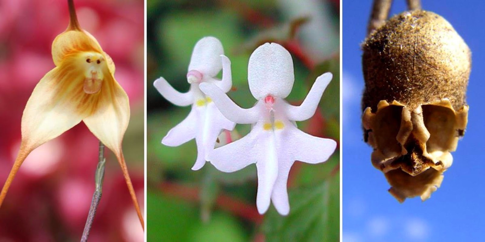 These 17 Flowers Look Like Something Else.jpg