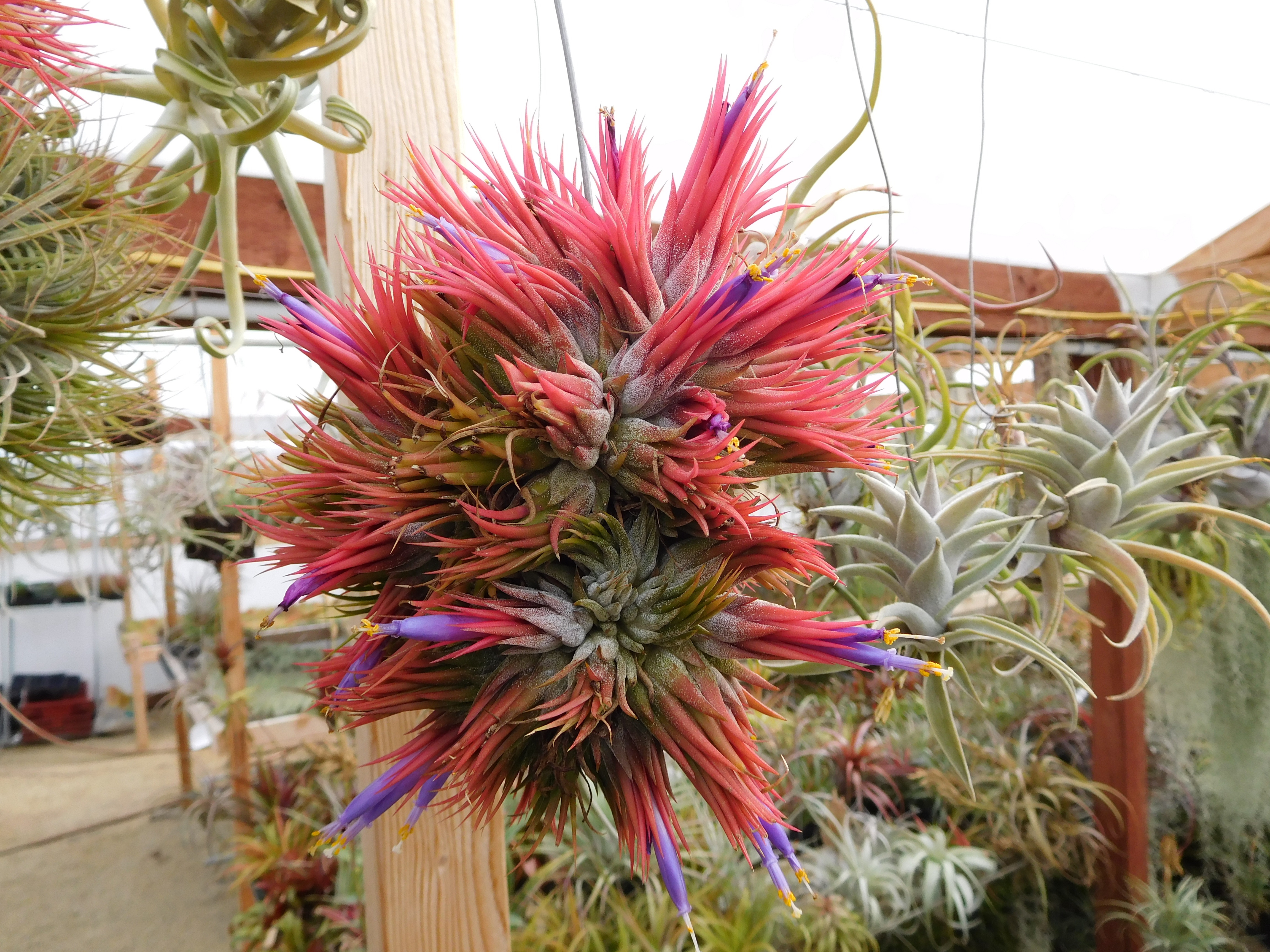 tillandsia_ionantha_peanut_ball.jpg