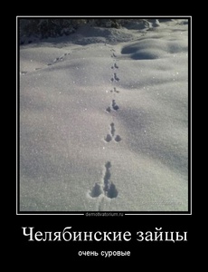 tmb_demotivatorium_ru_cheljabinskie_zajci_77449.jpg