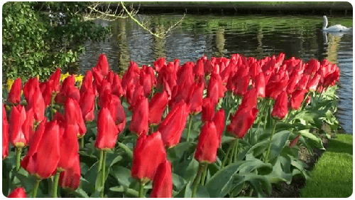 tulip-27.gif