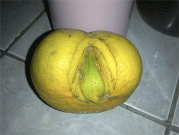 tumblr_m411l5Aym91rvmzlbo1_400.gif