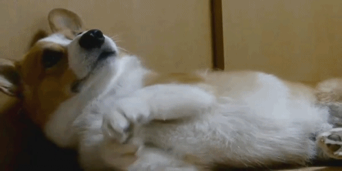 tumblr_m6c4k0OfUa1qiwf8po1_500.gif