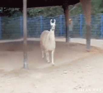 tumblr_mxvz8eOeJD1s2yegdo1_400.gif