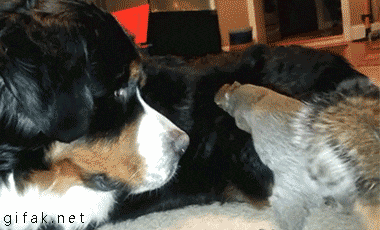 tumblr_n0nzqo1n8F1s2yegdo1_400.gif