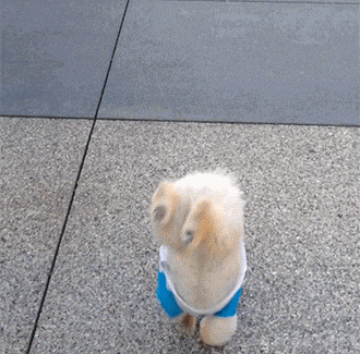 tumblr_n38gqvTvjH1s2yegdo1_400.gif