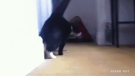 tumblr_n3cy7s6gD51s2yegdo1_500.gif