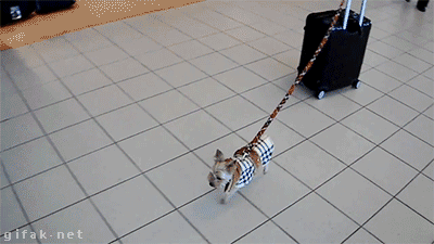 tumblr_n4o8jdpsjx1s2yegdo1_400.gif