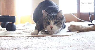 tumblr_n4r3yah3nG1s2yegdo1_400.gif