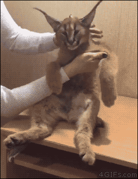 tumblr_nxdm90Zd7P1tlb56zo1_400.gif