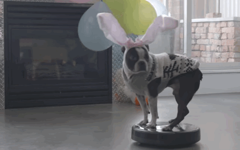 tumblr_oogz2vFNlw1toamj8o1_500.gif