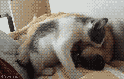 tumblr_p6o0dnOB6L1tlb56zo1_500.gif