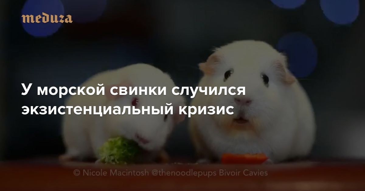 u-morskoy-svinki-sluchilsya-ekzistentsialnyy-krizis.jpeg