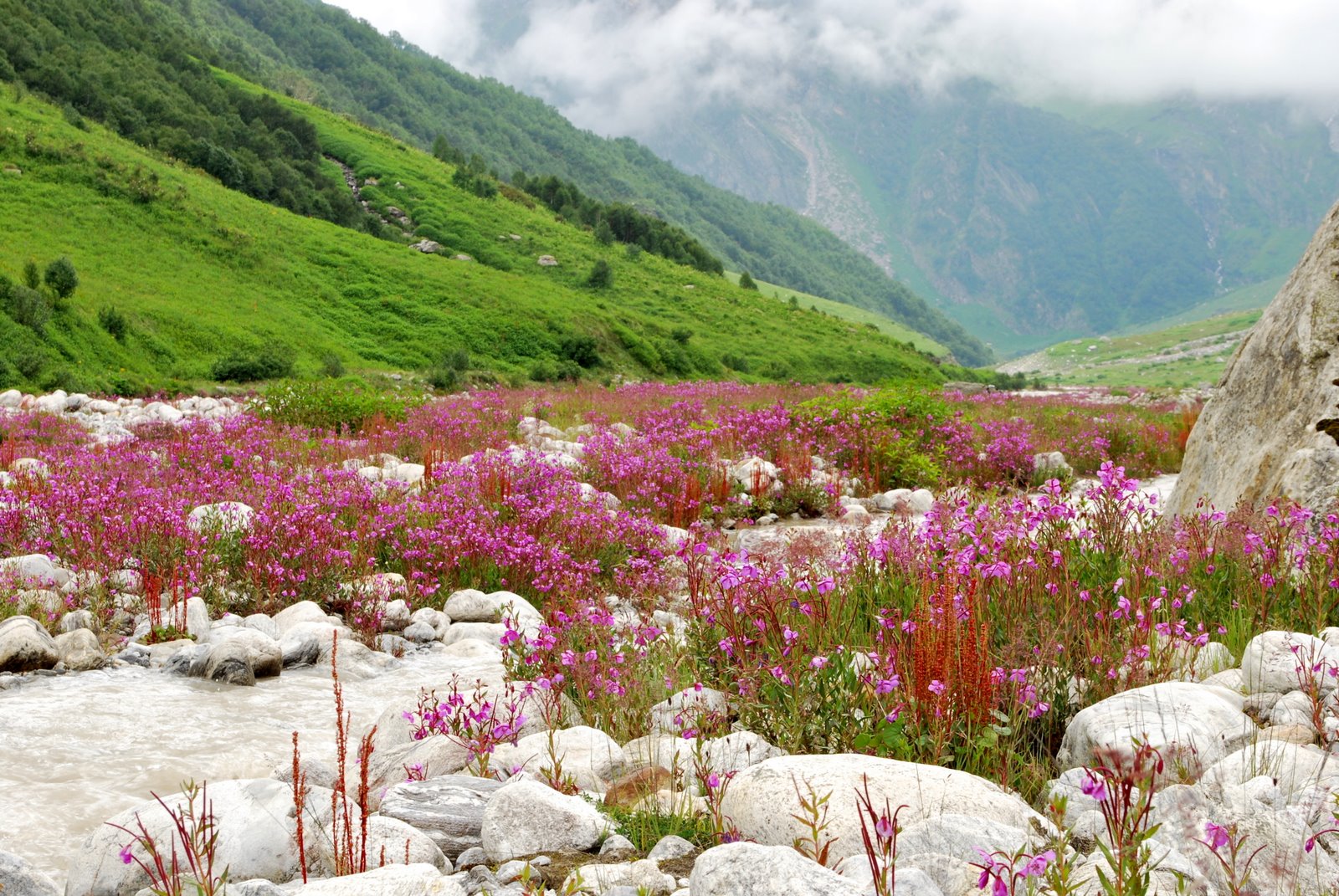 ValleyOfFlowersHemkundTrek.jpg