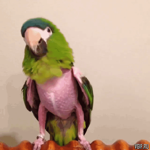 vgif-ru-26377.gif