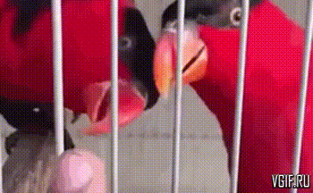 vgif-ru-28481.gif