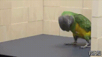 vgif-ru-30296.gif