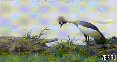 vgif-ru-31343.gif