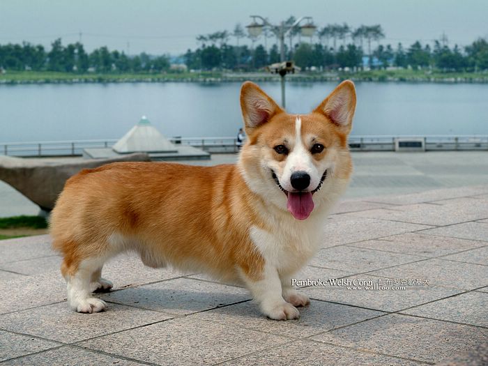 wallcoo.com_Pembroke_Welsh_Corgi_picture_85487.jpg