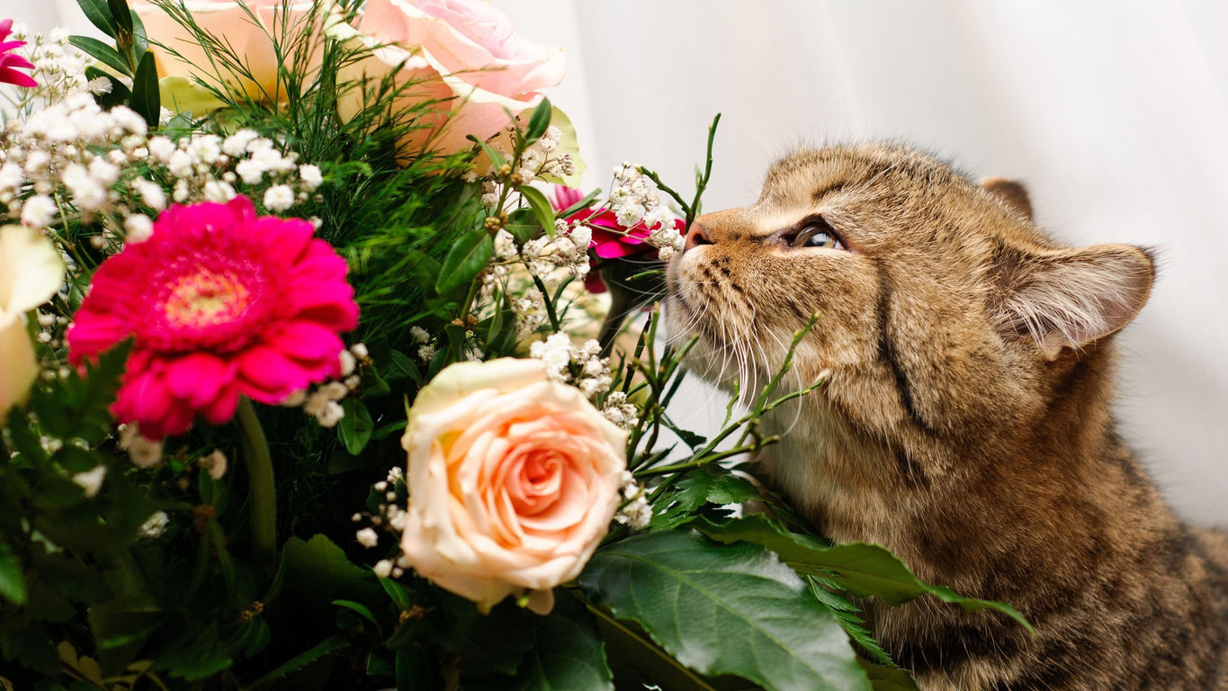 wallpapers-cats-018.jpg