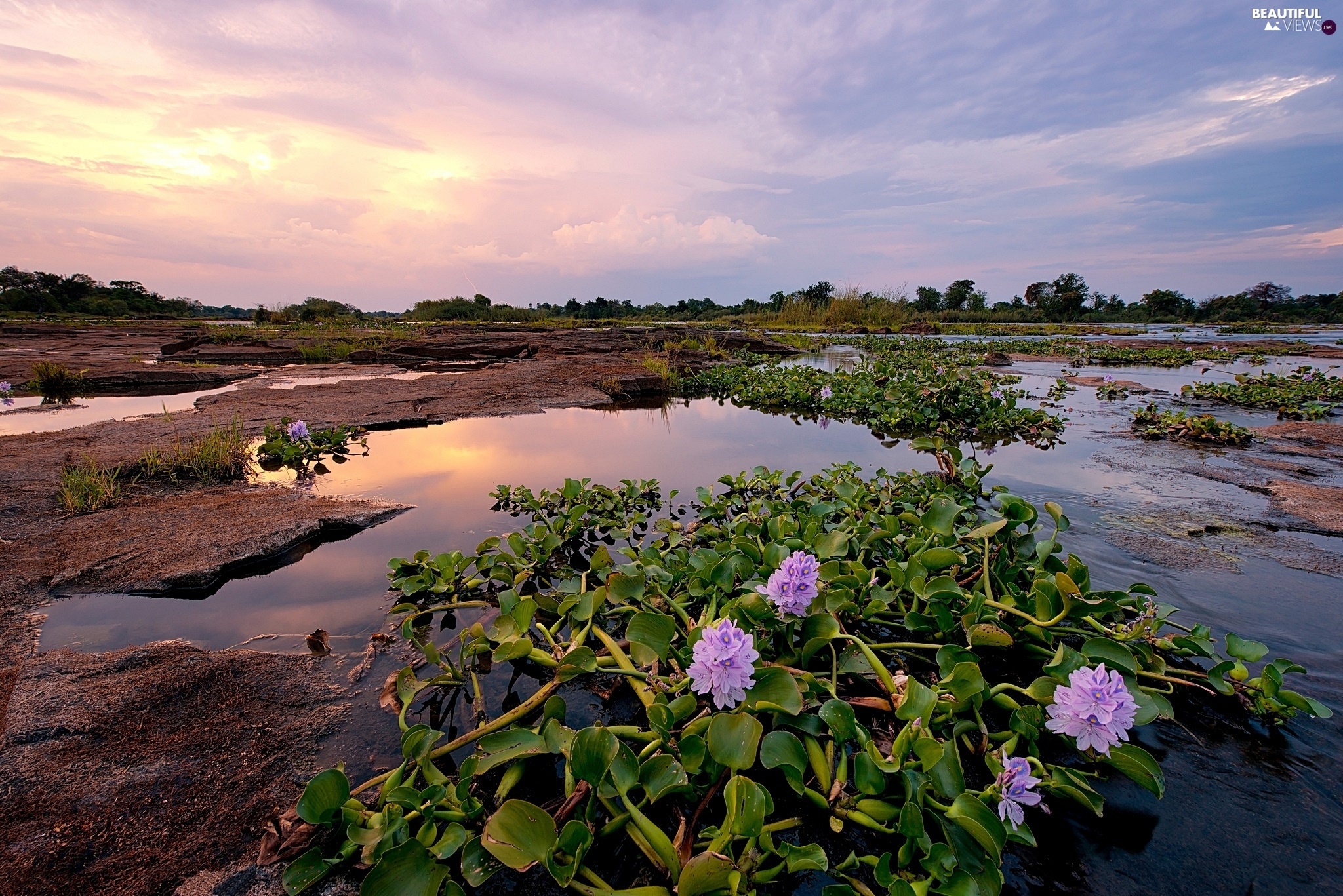 water-plants-river-rocks-pool.jpg