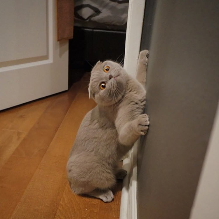 weird-cat-deeds-19.jpg