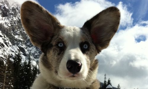 welsh_corgi_cardigan_09.jpg