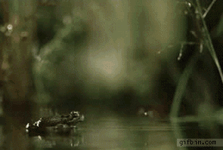 Y0SW8.gif