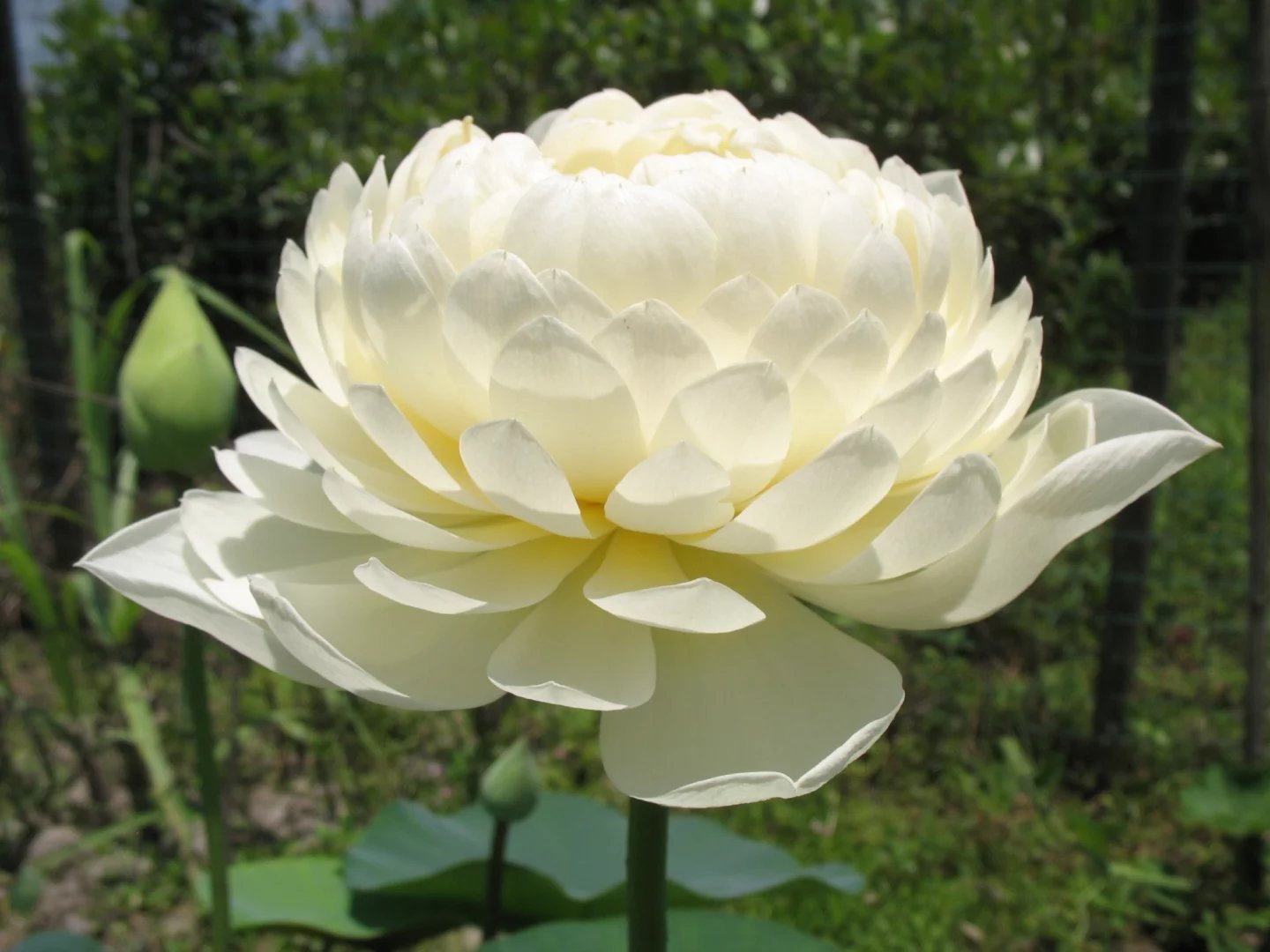 Yellow-Peony.jpg