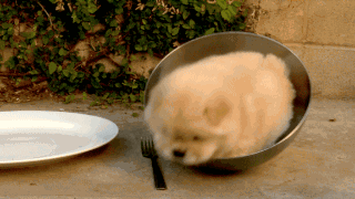z.gif