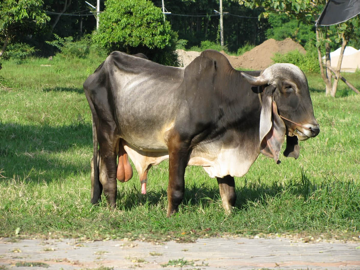 zebu.jpg