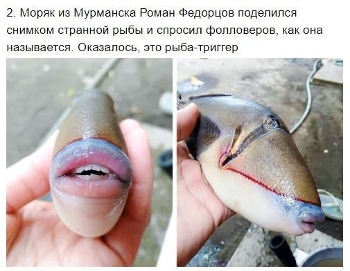 ZGoSecEVpNc.jpg
