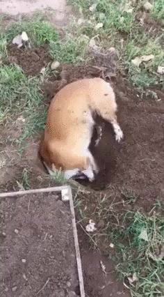 ZQDEhGF.gif